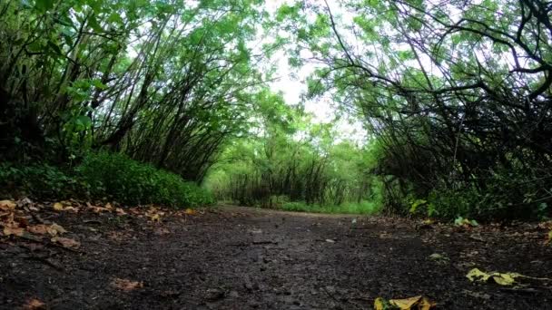 Weitwinkelblick Auf Den Wanderweg Entlang Des Von Bäumen Gesäumten Tropenwaldes — Stockvideo