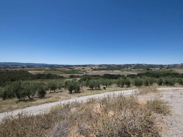 中央カリフォルニアのオリーブ果樹園の広い眺め — ストック写真