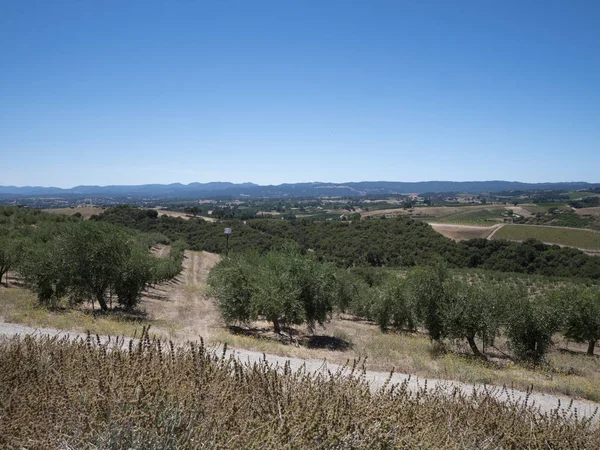 Wide View of Olive Orchards in Central California