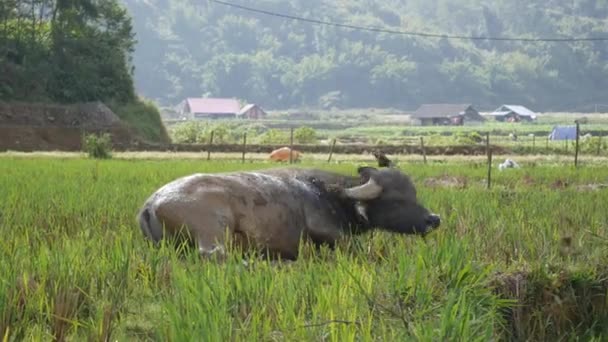 Unga buffalo liggande på lera att tränga undan bugg flyga på kroppen och göra kall och fräsch. 4k — Stockvideo