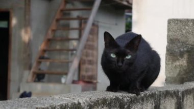 Kara kedi bir tuğla duvar ev grubundaki oturur. Portre. 4k