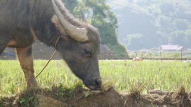 Genç manda ip ile gergin çayır yeşil tropik tepelerin arka plan üzerinde yürür. Portre. 4k