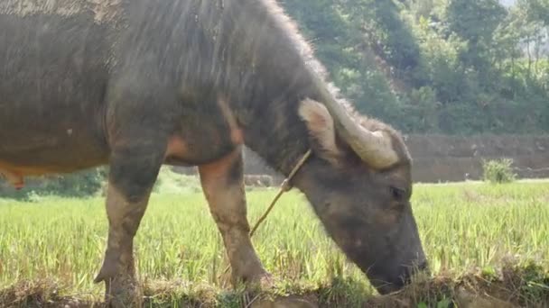 Jonge waterbuffel vastgebonden met touw wandelingen op weide op de achtergrond van de groene tropische heuvels. Close-up. 4k — Stockvideo