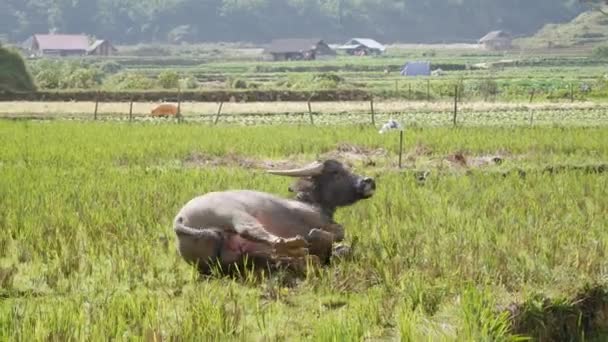 Młody Bawół leżącego na błoto wyprzeć błąd latać na ciele i świeże i zimno. 4k — Wideo stockowe