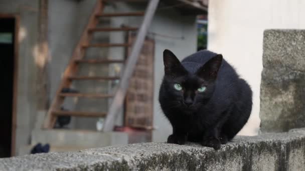 Black cat sits on a brick wall in a home farm. Closeup. 4k — Stock Video