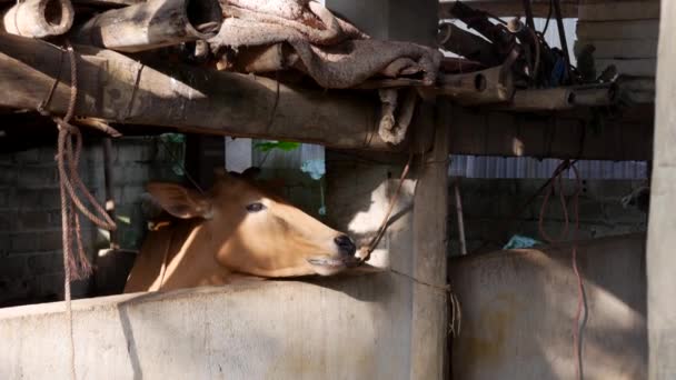 Домашняя коричневая породистая корова на рассвете стоит в кабинке на ферме крупным планом. 4k — стоковое видео