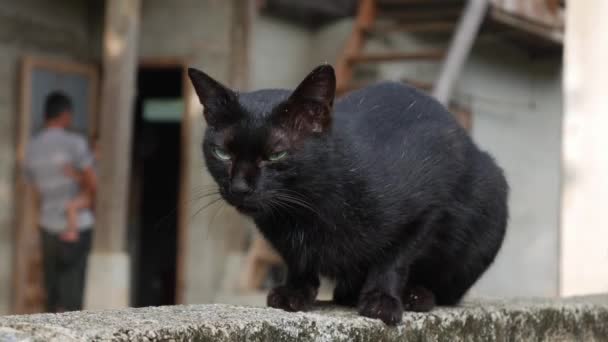 Black cat sits on a brick wall in a home farm. Closeup. 4k — Stock Video