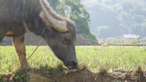 Junge Wasserbüffel tummelten sich bei Seilwanderungen auf einer Wiese vor dem Hintergrund der grünen tropischen Hügel. Nahaufnahme. 4k — Stockvideo