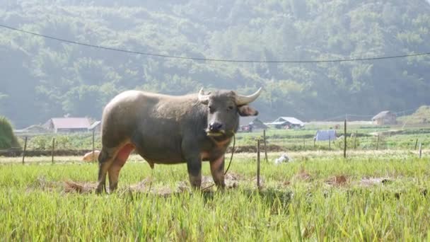 Unga vattenbuffel bundna med rep går på ängen på gröna tropiska kullar bakgrunden. 4k — Stockvideo
