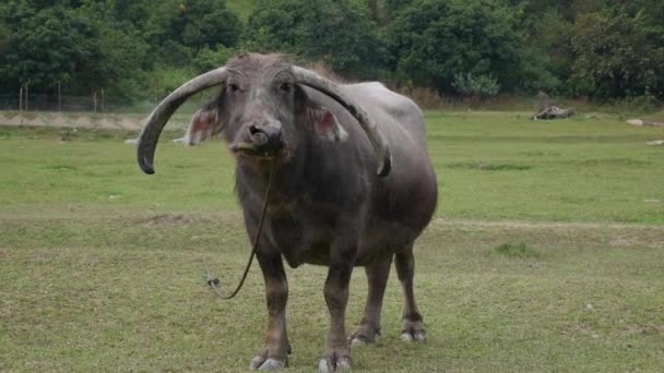 Zeer oude waterbuffel vastgebonden met touw wandelingen op weide. 4k — Stockvideo