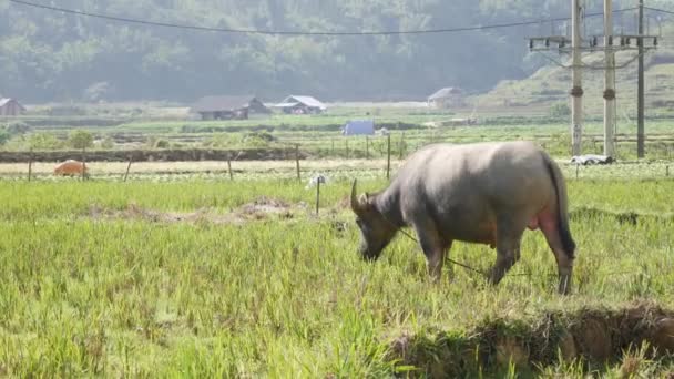 Joven búfalo de agua atado con cuerda camina en el prado sobre el fondo verde de las colinas tropicales. Primer plano. 4k — Vídeo de stock