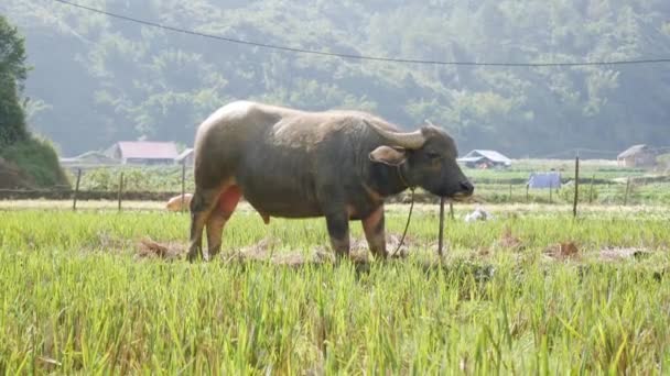 Jeune buffle d'eau attaché avec des promenades de corde sur la prairie sur le fond vert des collines tropicales. 4k — Video