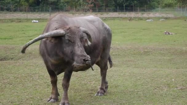 Mycket gamla vattenbuffel bundna med rep går på ängen. 4k — Stockvideo