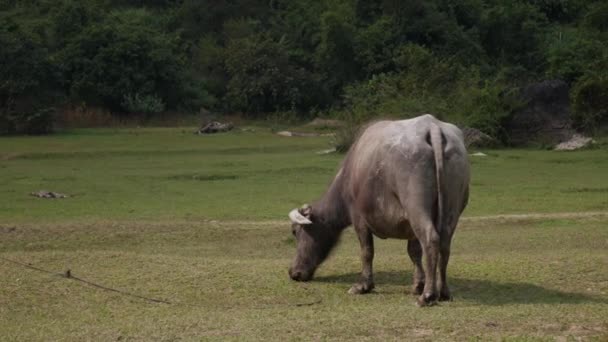 Très vieux buffle d'eau attaché avec des promenades de corde sur prairie. 4k 