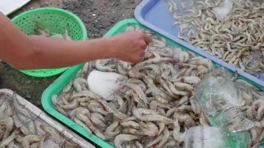 Elini seçin seçilen kalitesi için buz üzerinde taze karides