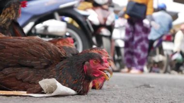 Portre tavuk taze et pazarında olarak satış için bekleyin