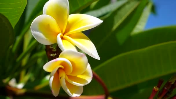 Blumen und Blüten im Frangipani-Baum — Stockvideo