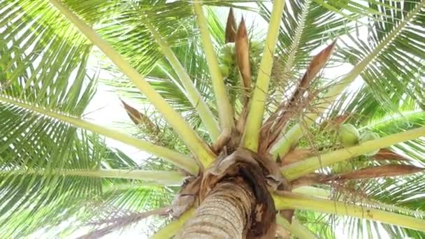 La luz del sol a través de las hojas de palmeras en tropical — Vídeos de Stock