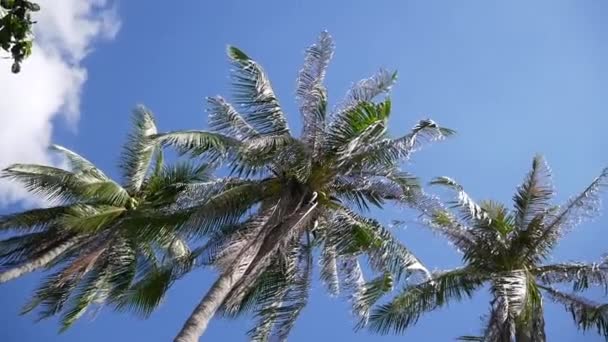 Coconut palm trees on blue sky — Stock Video