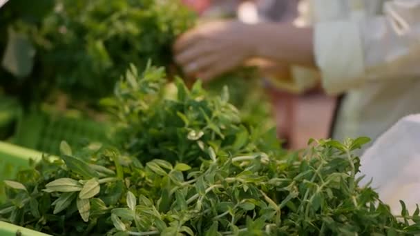 A woman's hand choosing and buying a lot of greenery at a supermarket — Stock Video