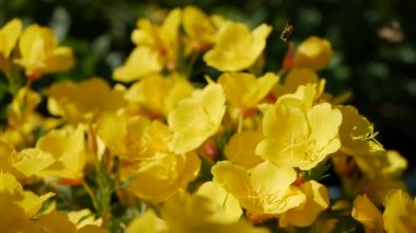 Uçan işçi arı sarı çiçekler alanından nektar toplar. Bahar doğası arka plan. Closeup. Slowmotion