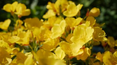 Uçan işçi arı sarı çiçekler alanından nektar toplar. Bahar doğası arka plan. Closeup. Slowmotion