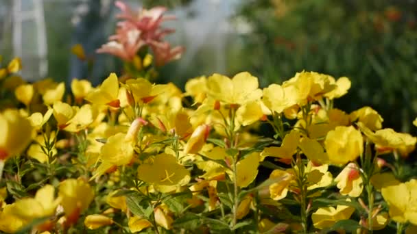 Flying worker Bee verzamelt nectar uit veld van gele bloemen. Lente natuur achtergrond. Close-up. Slowmotion — Stockvideo