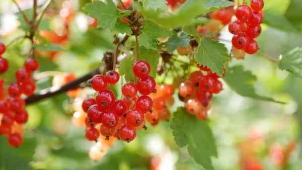 여름 정원의 덤 불에서 붉은 건포도 열매의 과일을 따기 손, 수확 시즌 — 비디오