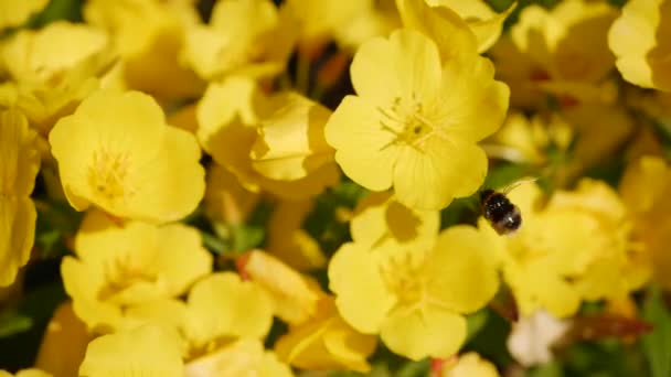 La abeja voladora recoge el néctar del campo de las flores amarillas. Fondo de la naturaleza primavera. Primer plano. 4K — Vídeos de Stock