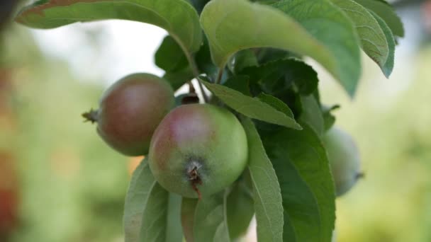 Jonge appel op de boom. Rijpe appel op een boom. Appelboom. Sappige appel op de boom tak. Close-up. 4k — Stockvideo