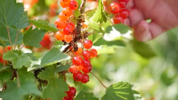 Closeup kezek szedés gyümölcsök piros ribizli bogyók a bokrok a nyári kert, betakarítási szezon — Stock videók