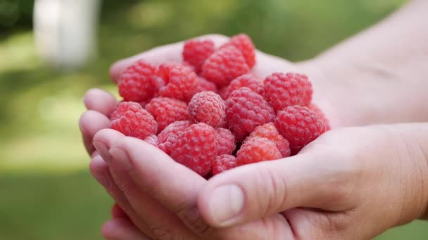 Closeup of a woman farmer holding a ripe raspberries. 4k — Stock Video
