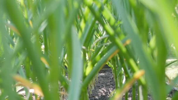 Feche a cebola verde no campo. 4k — Vídeo de Stock