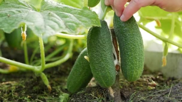 Close-up vrouwelijke handen van een boer te kiezen en te verzamelen rijpe komkommers in een kas. 4k — Stockvideo