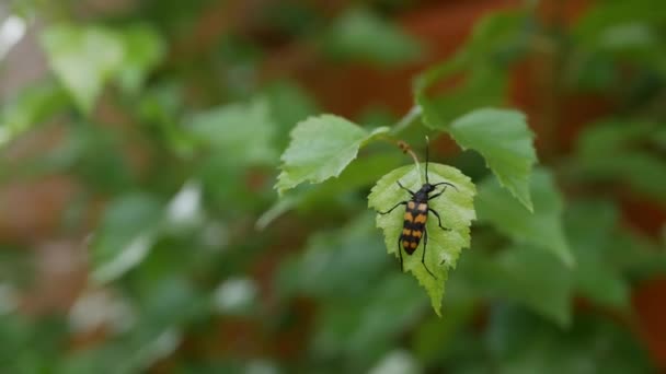 Close-up of a black and orange beetle on a green leaf in garder. 4k — Stock Video