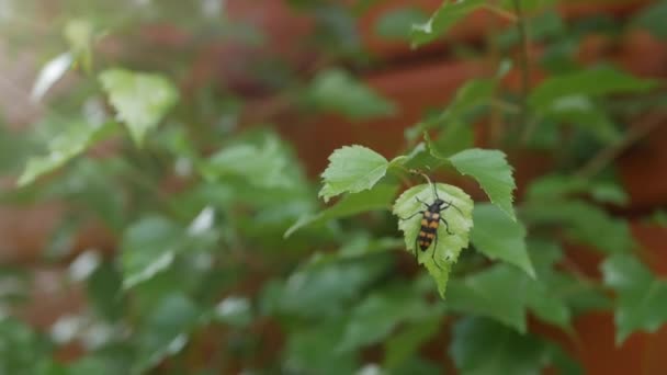 Zbliżenie czarnego i pomarańczowego chrząszcz na zielonym liściu w garderze. 4K — Wideo stockowe