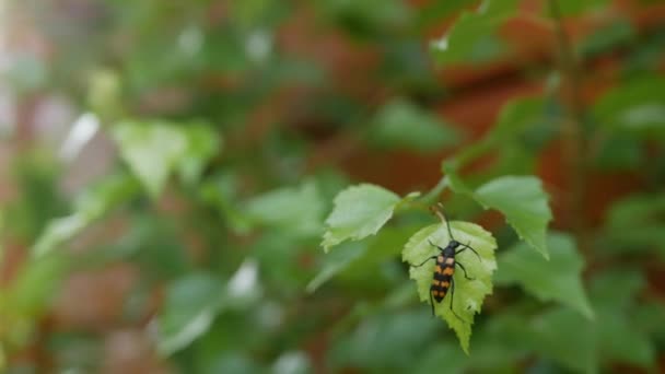 Zbliżenie czarnego i pomarańczowego chrząszcz na zielonym liściu w garderze. 4K — Wideo stockowe