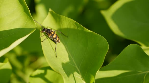 Gros plan d'un scarabée noir et orange sur une feuille verte chez l'observateur. 4k 