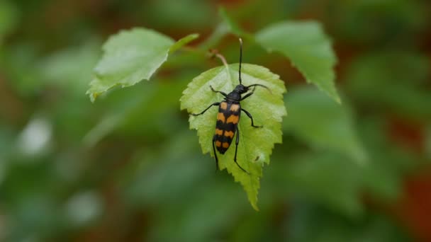 Close-up of a black and orange beetle on a green leaf in garder. 4k — Stock Video