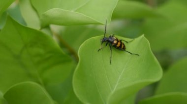 Bir siyah ve turuncu böcek yakın yukarı Garder yeşil bir yaprak üzerinde. 4k