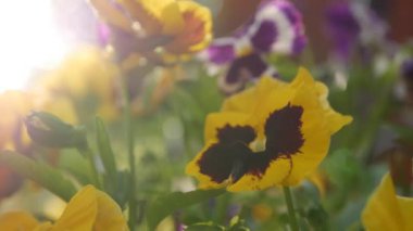 Farklı renklerde pansies ile flowerbed. Bir bahçede Viola wittrockiana çiçekler rüzgar hareket ediyor. Closeup. 4k