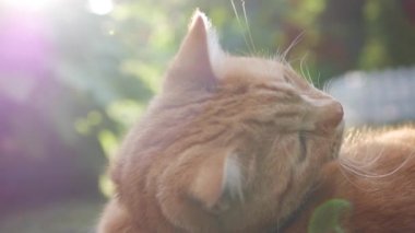 Kırmızı kedi gün batımında çim bahçede yatıyor istirahat. Kedi gün batımı boyunca dışarıda oynar. Güneşin içinde. 4k