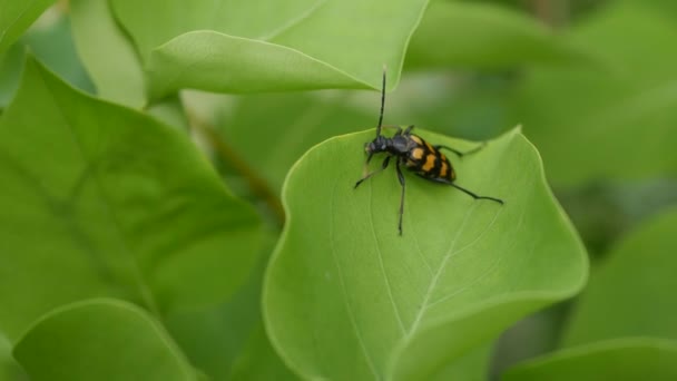 Primo piano di uno scarabeo nero e arancione su una foglia verde in garder. 4k — Video Stock