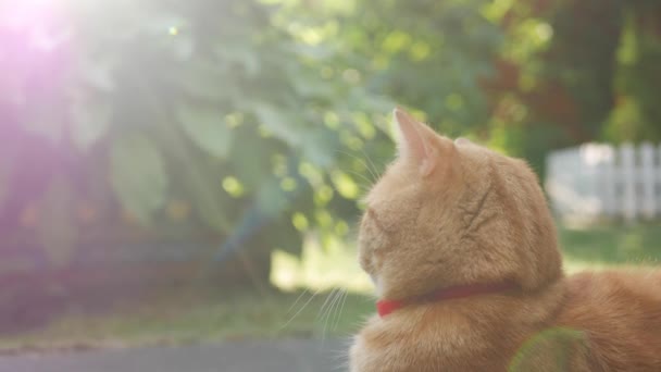 Красная кошка лежит в саду на траве на закате. Кот играет на улице во время заката. На солнце. 4K — стоковое видео