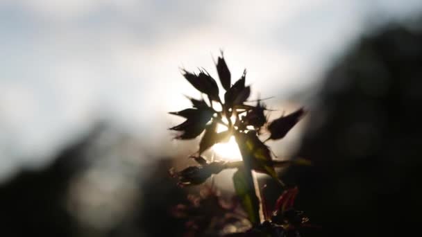 Silhouette de jardin avec un gros plan sur les fleurs de phlox bourgeonnantes sur le coucher du soleil. 4K — Video