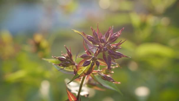 Ο κήπος με μια κοντινή ματιά σε ανερχόμενους Φλοξ λουλούδια στο ηλιοβασίλεμα. 4K — Αρχείο Βίντεο