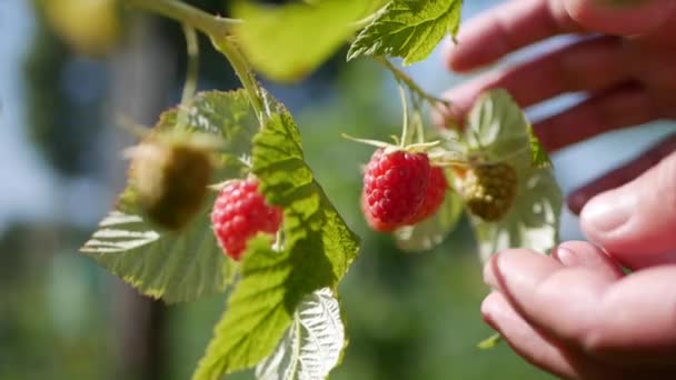 Close-up de uma mão agricultora que gentilmente tira uma framboesas maduras de um arbusto em um fundo de verão ensolarado, colhendo framboesas em uma plantação, colhedora de framboesa . — Vídeo de Stock