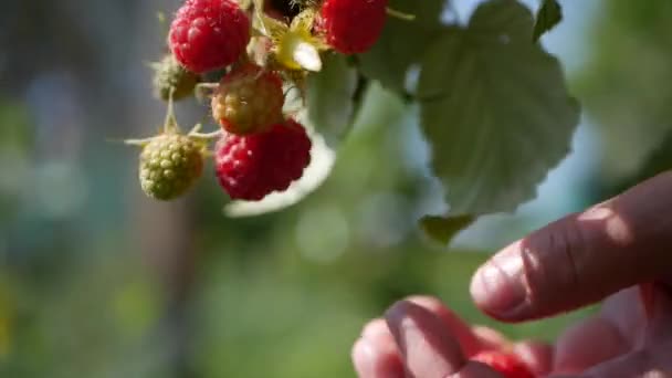 Close-up de uma mão agricultora que gentilmente tira uma framboesas maduras de um arbusto em um fundo de verão ensolarado, colhendo framboesas em uma plantação, colhedora de framboesa . — Vídeo de Stock