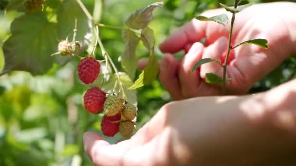 Primer plano de una mano de agricultora que rompe suavemente una frambuesa madura de un arbusto en un fondo de día soleado de verano, cosechando frambuesas en una plantación, recolector de frambuesas . — Vídeos de Stock