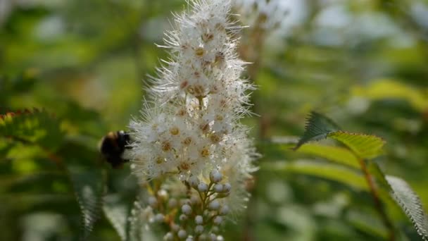 Latający pracownik pszczoły zbiera nektar z pola białych kwiatów. Letnie tło przyrodnicze. Zbliżenie — Wideo stockowe